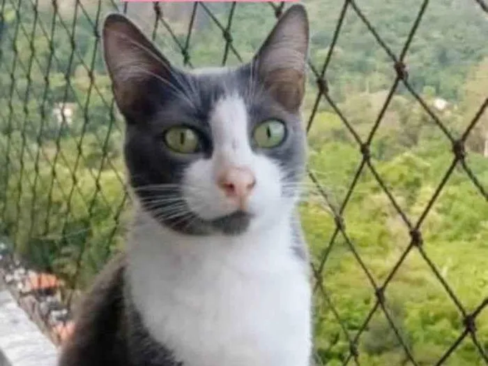 Gato ra a srd bicolor idade 2 anos nome AYSHA