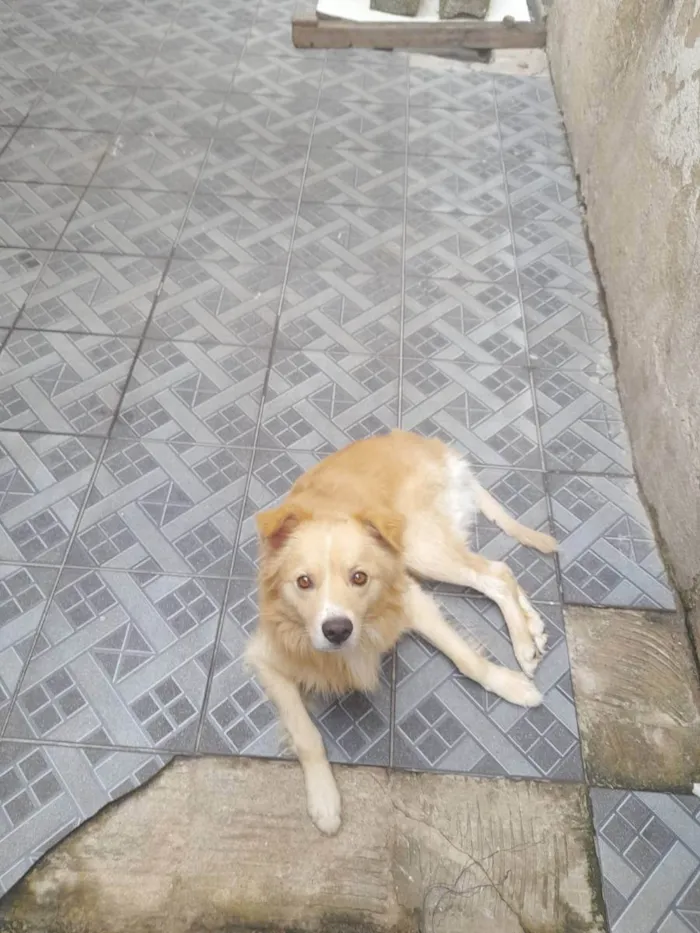 Cachorro ra a Vira lata misturado com golden idade 2 anos nome Billy