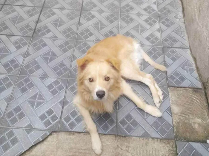 Cachorro ra a Vira lata misturado com golden idade 2 anos nome Billy