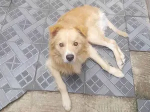 Cachorro raça Vira lata misturado com golden idade 2 anos nome Billy