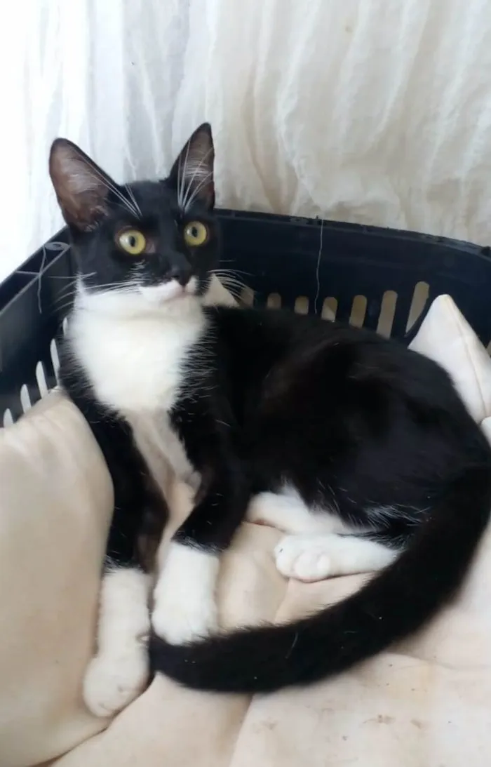 Gato ra a Srd idade 7 a 11 meses nome Lika