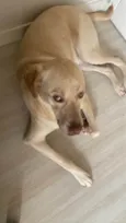 Simba