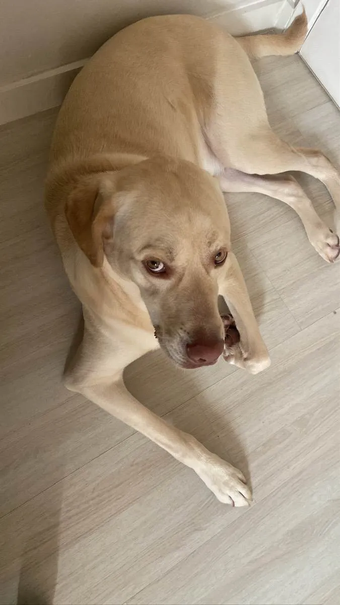 Cachorro ra a Labrador idade 1 ano nome Simba