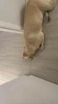 Simba