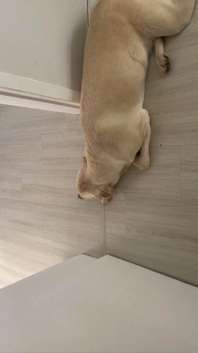 Cachorro ra a Labrador idade 1 ano nome Simba