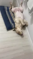 Simba