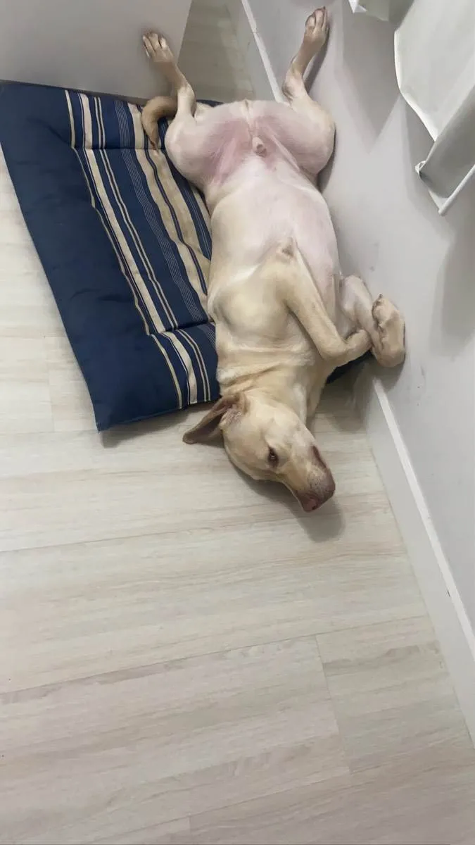 Cachorro ra a Labrador idade 1 ano nome Simba