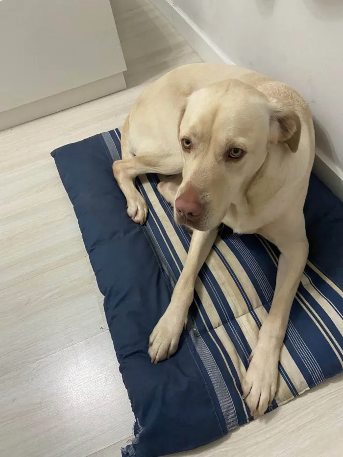 Cachorro ra a Labrador idade 1 ano nome Simba