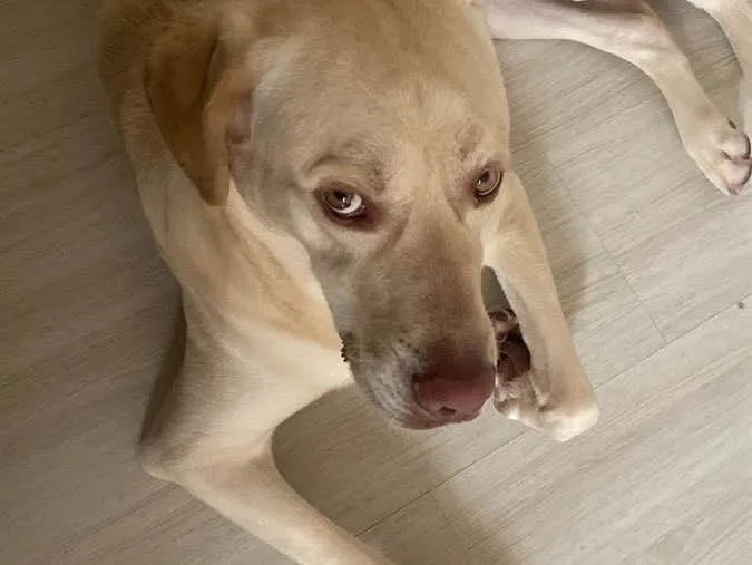 Cachorro ra a Labrador idade 1 ano nome Simba