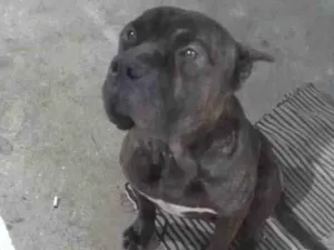 Cachorro raça Pit monster  idade 3 anos nome Dogo