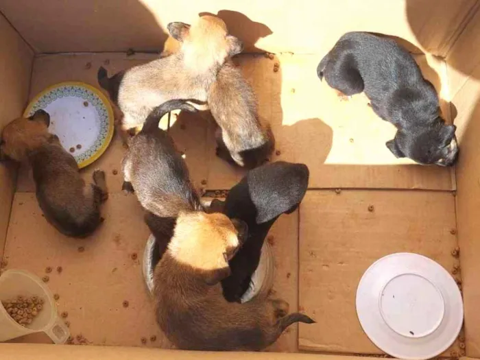 Cachorro ra a Sem raça  idade Abaixo de 2 meses nome Cachorrinhos