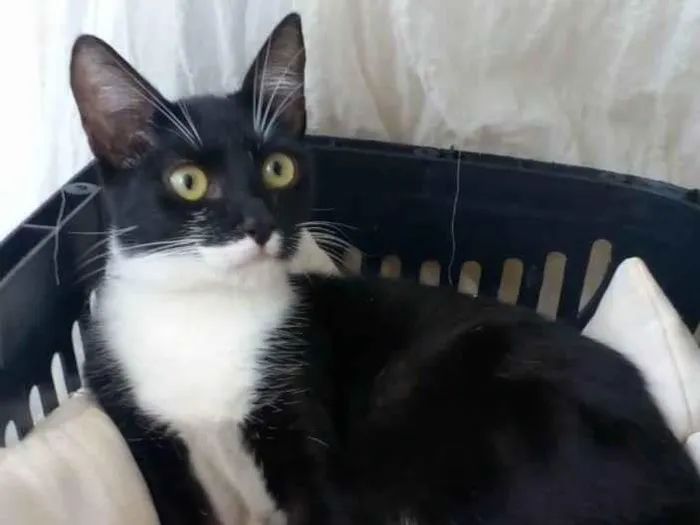 Gato ra a Srd idade 7 a 11 meses nome Lika