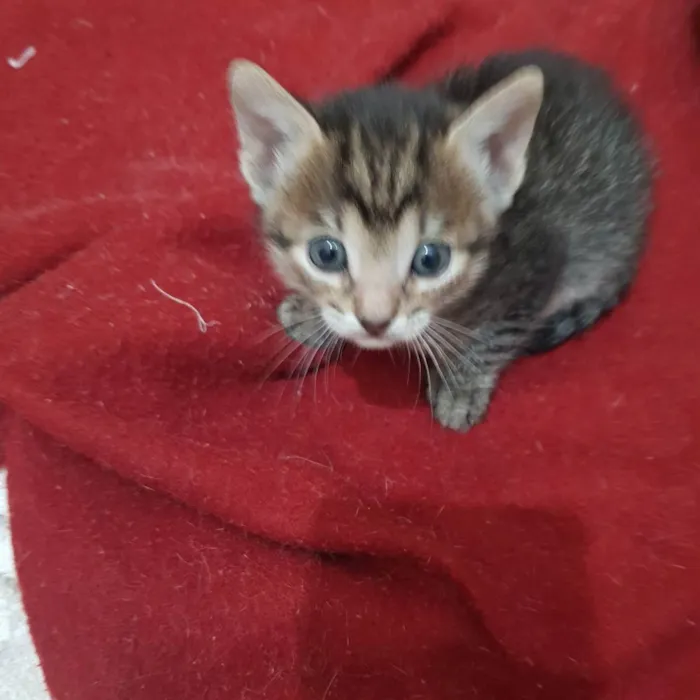 Gato ra a Felino SRD idade Abaixo de 2 meses nome Juma e seus filhotes