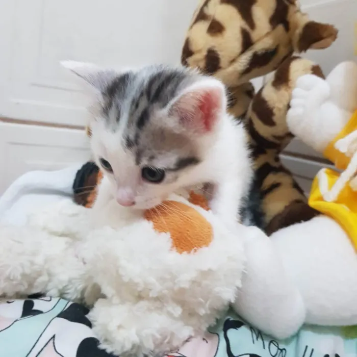 Gato ra a Felino SRD idade Abaixo de 2 meses nome Juma e seus filhotes
