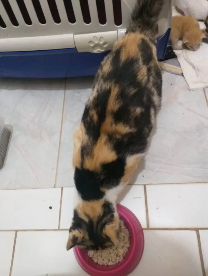 Gato ra a Felino SRD idade Abaixo de 2 meses nome Juma e seus filhotes