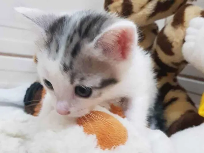 Gato ra a Felino SRD idade Abaixo de 2 meses nome Juma e seus filhotes
