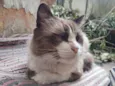 Peludinho