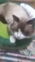 Peludinho