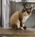 Peludinho