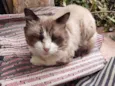 Peludinho