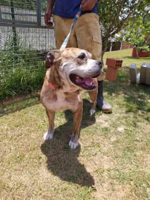 Cachorro raça Srd idade 4 anos nome Nins