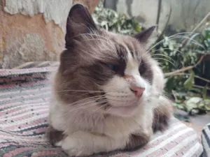 Gato raça SRD idade 4 anos nome Peludinho