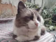 Peludinho