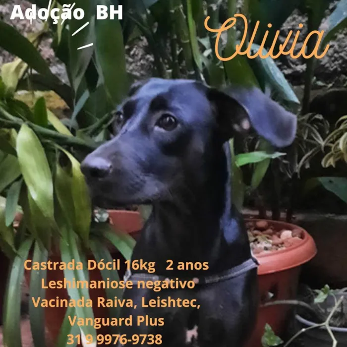 Cachorro raça Srd idade 2 anos nome Olivia