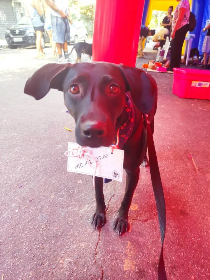 Cachorro raça Srd idade 2 anos nome Olivia