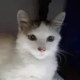 Tom