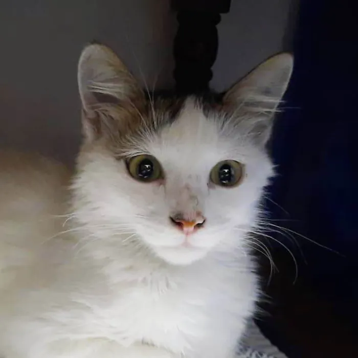 Gato raça Srd idade 2 a 6 meses nome Tom