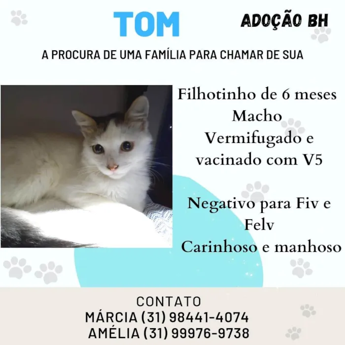Gato raça Srd idade 2 a 6 meses nome Tom