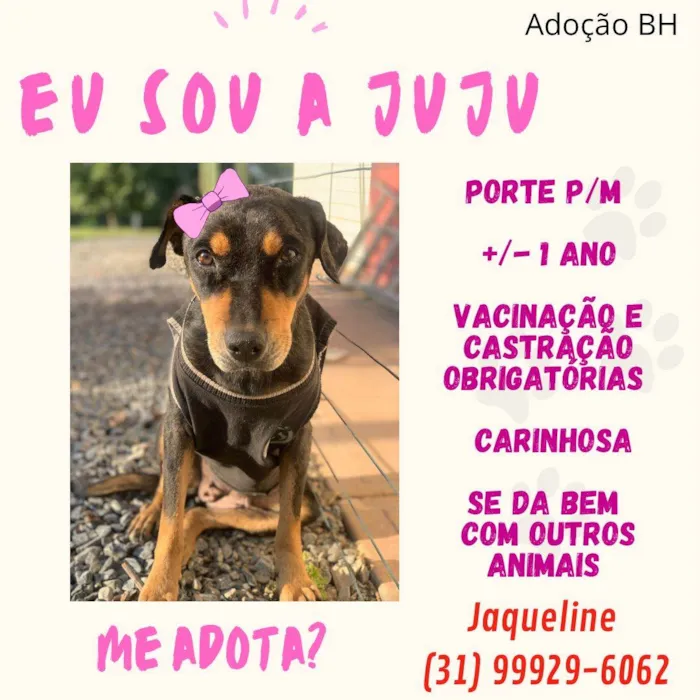 Cachorro raça Srd idade 1 ano nome Juju