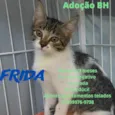 Frida