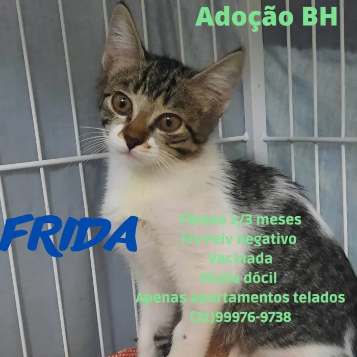 Gato raça Srd idade 2 a 6 meses nome Frida