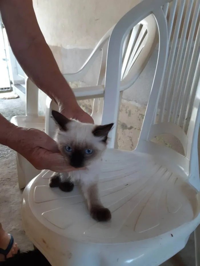 Gato raça Misturado idade Abaixo de 2 meses nome Frajola