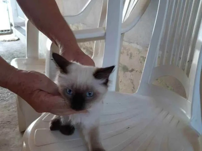 Gato raça Misturado idade Abaixo de 2 meses nome Frajola
