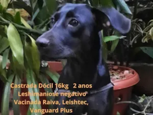 Cachorro raça Srd idade 2 anos nome Olivia