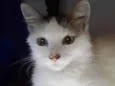 Tom