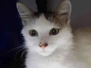Gato raça Srd idade 2 a 6 meses nome Tom