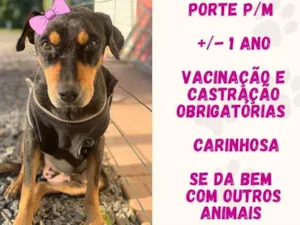 Cachorro raça Srd idade 1 ano nome Juju
