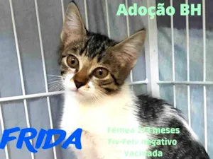 Gato raça Srd idade 2 a 6 meses nome Frida