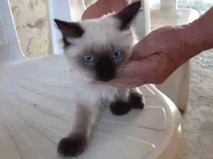 Gato raça Misturado idade Abaixo de 2 meses nome Frajola