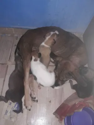 Cachorro raça Vita lata idade Abaixo de 2 meses nome Não tem