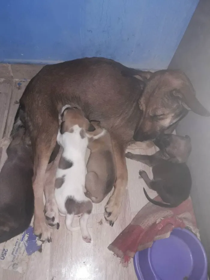 Cachorro raça Vita lata idade Abaixo de 2 meses nome Não tem