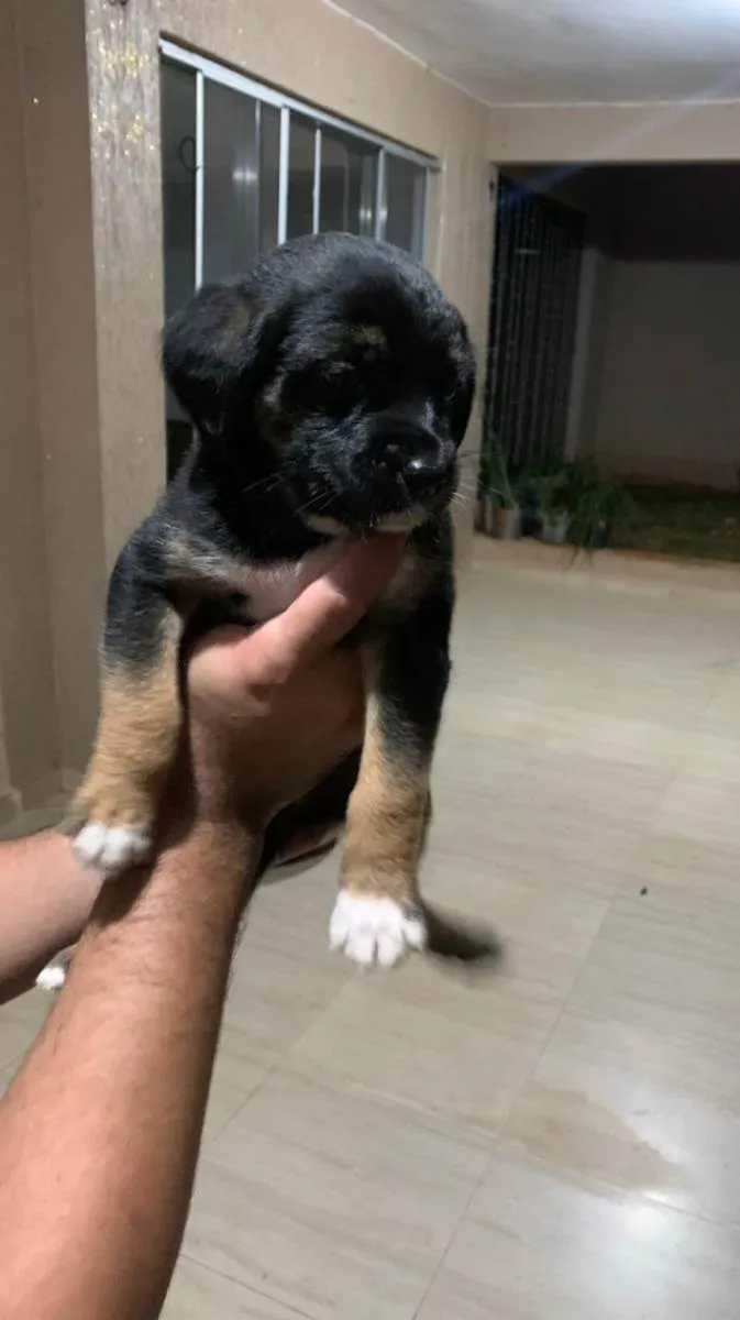 Cachorro ra a Srd idade Abaixo de 2 meses nome Filhotes