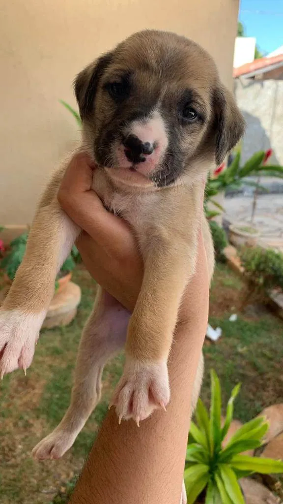 Cachorro ra a Srd idade Abaixo de 2 meses nome Filhotes