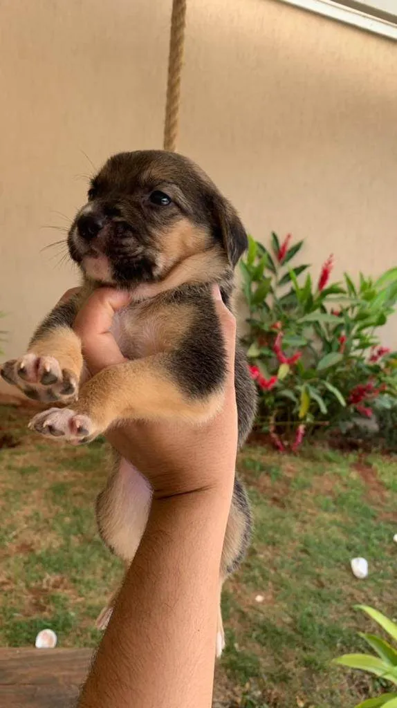 Cachorro ra a Srd idade Abaixo de 2 meses nome Filhotes