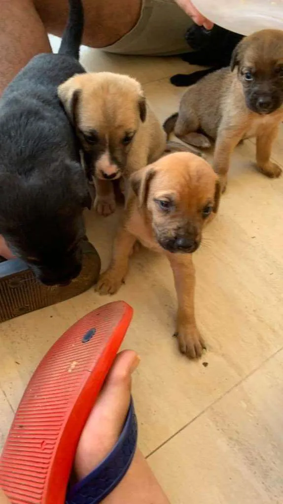 Cachorro ra a Srd idade Abaixo de 2 meses nome Filhotes