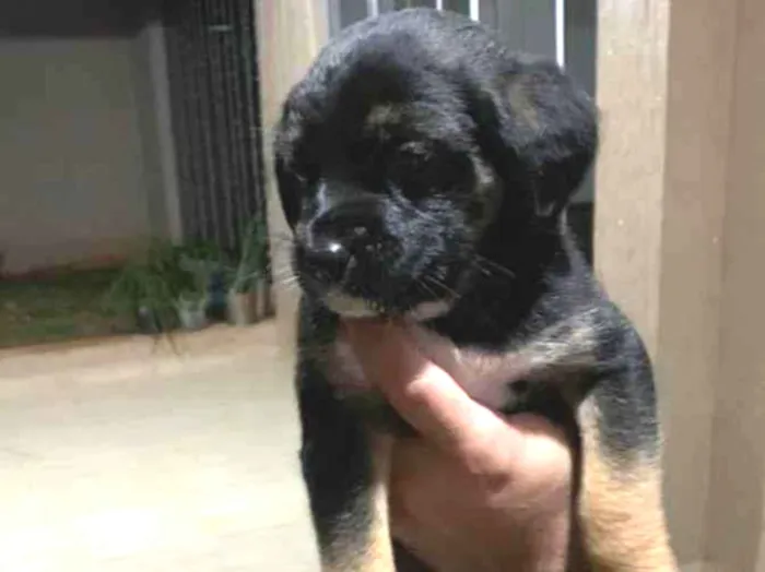 Cachorro ra a Srd idade Abaixo de 2 meses nome Filhotes